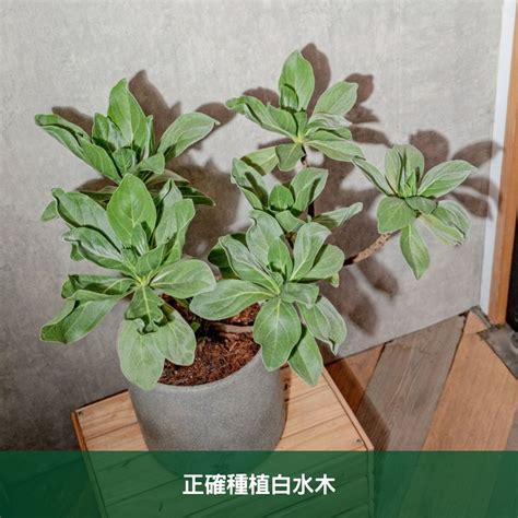 白水木移盆|白水木如何塑型？白水木照顧指南：風水擺放、修剪方。